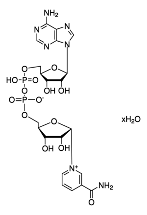ß-NICOTINAMIDE ADENINE DINUCLEOTIDE 250
