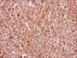 Anti-BMP4 antibody produced in rabbit, affinity isolated antibody, buffered aqueous solution