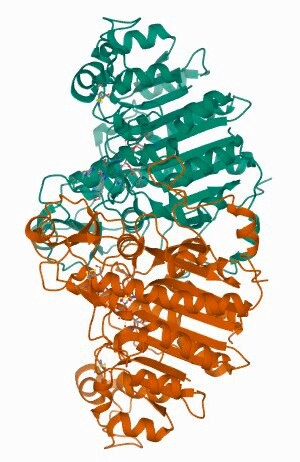 Amino-terminal FLAG-BAP(TM) Fusion Protein