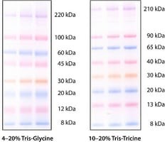 ColorBurst(TM) Electrophoresis Marker, mol wt 8,000-220,000 Da