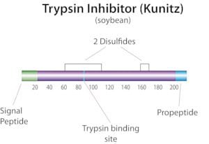 Trypsin inhibitor from Glycine max (soybean), powder, BioReagent, suitable for cell culture