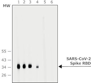 Anti-SARS-COV-2-Spike-RBD region antibody produced in rabbit, affinity isolated antibody, buffered aqueous solution