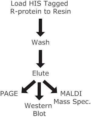 HIS-Select(R) Nickel Affinity Gel, (1:1 suspension in a 20% ethanol solution)