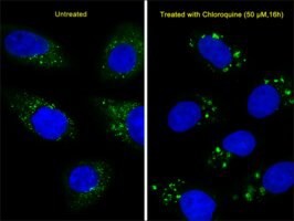 MONOCLONAL ANTI-LC3 (APG8) antibody produced in mouse, clone 166AT1234, IgG fraction of antiserum, buffered aqueous solution