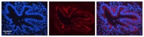 Anti-JAG2 antibody produced in rabbit, affinity isolated antibody