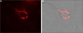 Anti-Calcium Channel (alpha2/delta-1 Subunit) antibody produced in rabbit, affinity isolated antibody, lyophilized powder