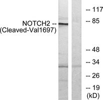 Anti-NOTCH2 (Cleaved-Val1697) antibody produced in rabbit, affinity isolated antibody