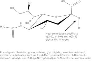 NEURAMINIDASE from Clostridium perfringe