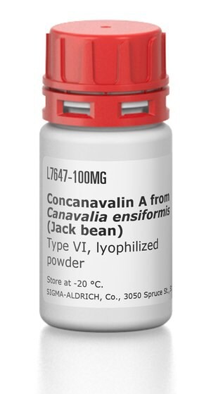 Concanavalin A from Canavalia ensiformis (Jack bean), Type VI, lyophilized powder