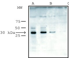 Anti-VDAC/Porin antibody produced in rabbit, IgG fraction of antiserum, buffered aqueous solution