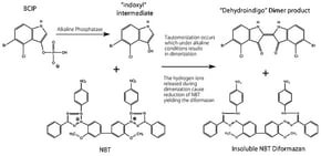 BCIP(R)/NBT Liquid Substrate System, ready to use solution