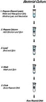 GenElute(TM) Plasmid Miniprep Kit, sufficient for 70 purifications