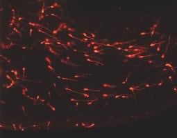 PKH26 Red Fluorescent Cell Linker Kit for General Cell Membrane Labeling, Distributed for Phanos Technologies