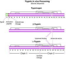 Trypsin from bovine pancreas, suitable for protein sequencing, lyophilized powder