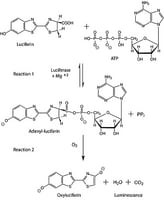 Luciferase from Photinus pyralis (firef)