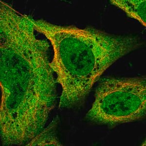 Anti-SLC8A1 antibody produced in rabbit, Prestige Antibodies(R) Powered by Atlas Antibodies, affinity isolated antibody