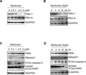 Anti-GAPDH antibody produced in rabbit, ~1 mg/mL, affinity isolated antibody, buffered aqueous solution