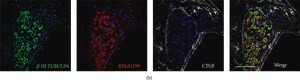 Monoclonal Anti-beta-Tubulin III antibody produced in mouse, clone SDL.3D10, ascites fluid