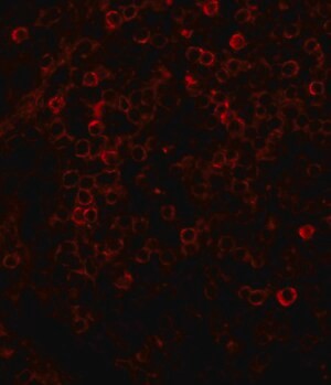 Anti-Rabbit IgG (whole molecule)-TRITC antibody produced in goat, affinity isolated antibody, buffered aqueous solution