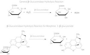 beta-Glucuronidase from limpets (Patella vulgata), Type L-II, lyophilized powder, 1,000,000-3,000,000 units/g solid