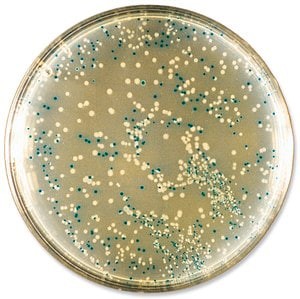 Blue-White Select(TM) Screening Reagent, for selection of recombinant bacterial clones