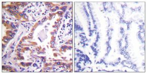 Anti-Calnexin, C-Terminal antibody produced in rabbit, affinity isolated antibody