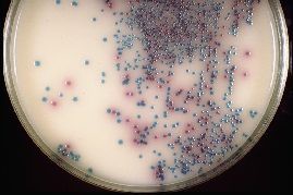 CHROMOGENIC COLIFORM AGAR PIASTRE 55 MM