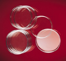 PIASTRE PETRI VETRO PYREX®/DURAN® DIAM.MM. 60 10 pz